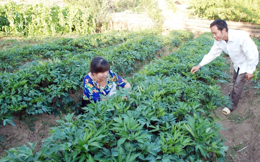 Điện Biên: Tận dụng lợi thế, phát triển vùng trồng cây dược liệu