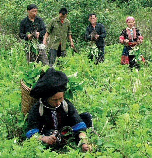 Sơn La ưu tiên phát triển nông nghiệp dược liệu gắn với du lịch- Ảnh 1.