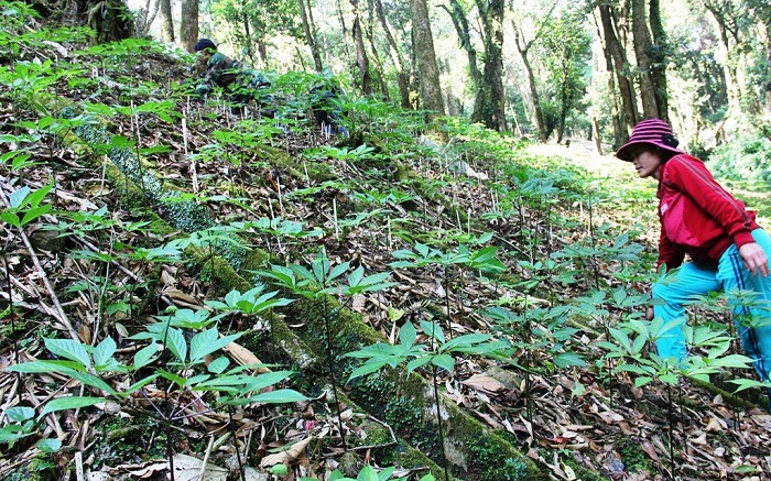 Cần quy hoạch vùng bảo tồn những loài cây dược liệu quý hiếm trong tự nhiên