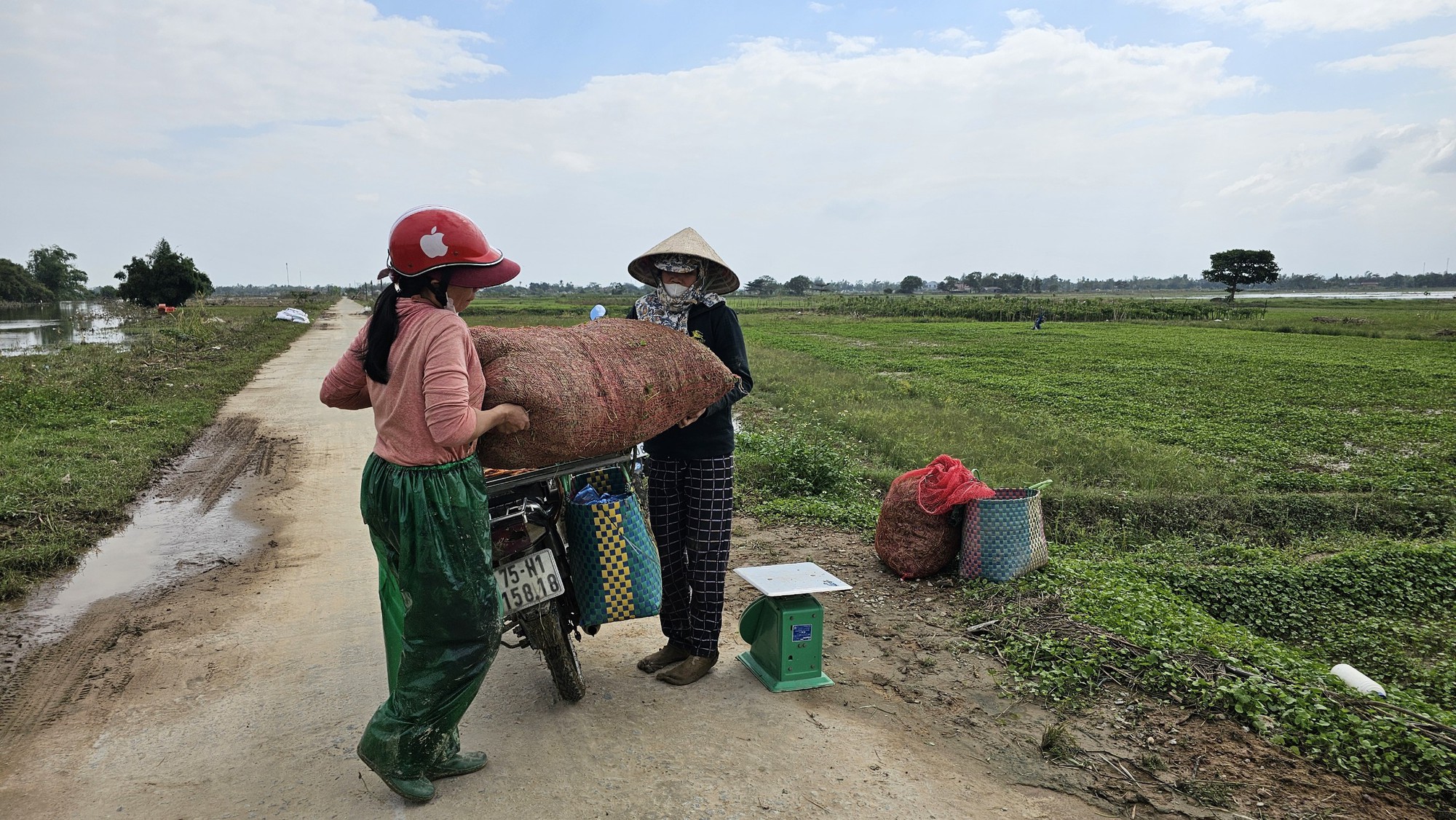 Người dân tất bật ra đồng từ nửa đêm thu hoạch rau má sau lũ- Ảnh 6.