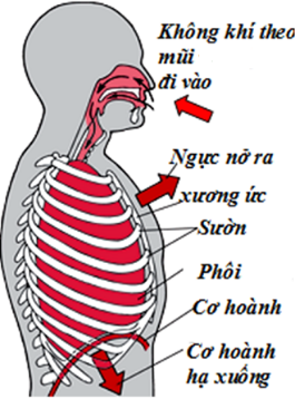 Chuyên gia hướng dẫn thở đúng trong yoga- Ảnh 3.