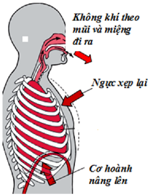 Chuyên gia hướng dẫn thở đúng trong yoga- Ảnh 4.