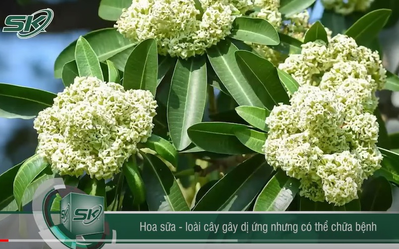 Hoa sữa - Loài cây gây dị ứng nhưng có thể chữa bệnh