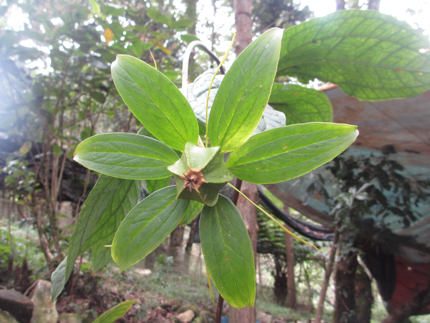 Trồng dược liệu quý mang đến cơ hội làm giàu cho đồng bào dân tộc thiểu số Lào Cai- Ảnh 6.