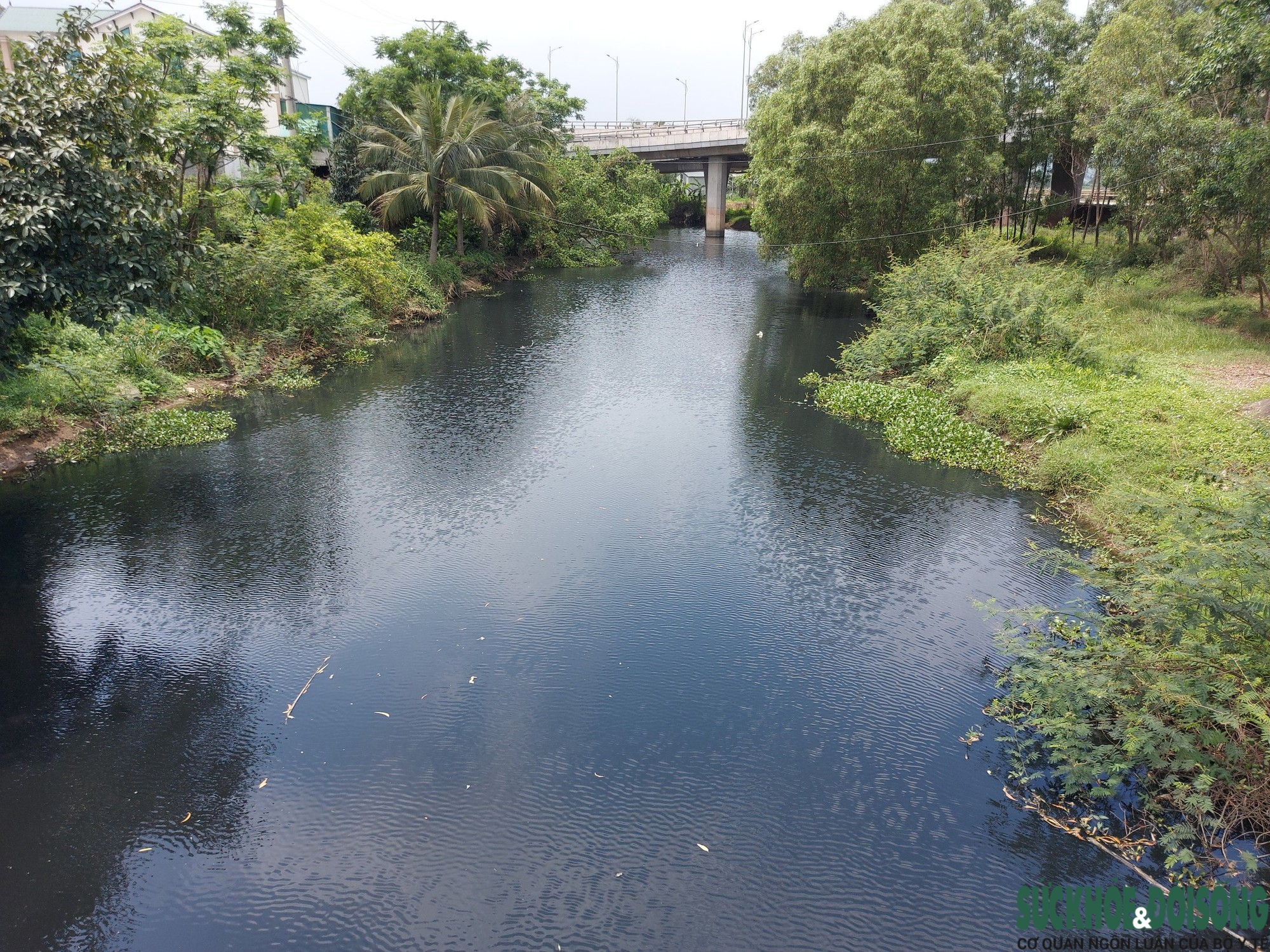 Ô nhiễm bao vây di tích kênh nhà Lê - Ảnh 3.