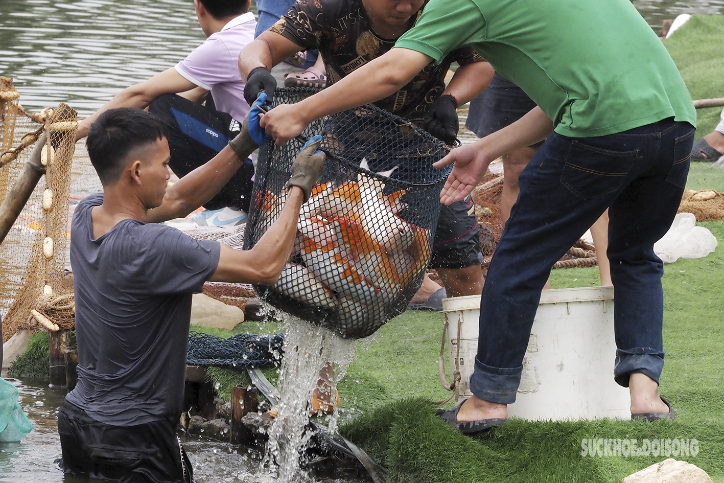 Công nhân lội bì bõm ‘trục xuất’ những con cá koi cuối cùng khỏi hồ Đầm Đông - Ảnh 10.