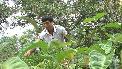 Huyện Sơn Động triển khai Dự án đầu tư hỗ trợ phát triển vùng trồng dược liệu quý- Ảnh 1.