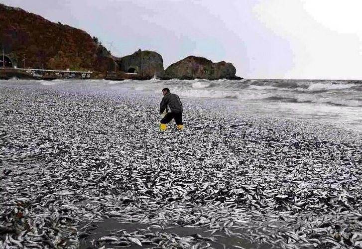 Ngư dân Nhật Bản sốc khi phát hiện hàng nghìn tấn cá chết dạt bờ chưa rõ nguyên nhân- Ảnh 1.
