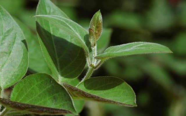 5 món ăn từ lá mơ lông chữa viêm dạ dày