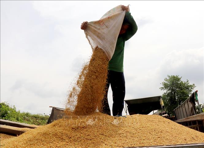 Thị trường nông sản: Giá lúa tăng nhưng giá gạo giảm- Ảnh 1.