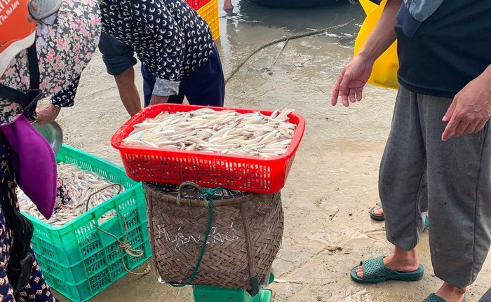 Ngư dân Hà Tĩnh trúng đậm cá cơm đầu mùa- Ảnh 3.