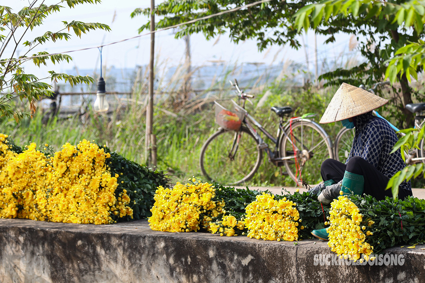 Hoa Tết nở sớm, giá rẻ như cho, nông dân Tây Tựu cay đắng chặt bỏ- Ảnh 3.