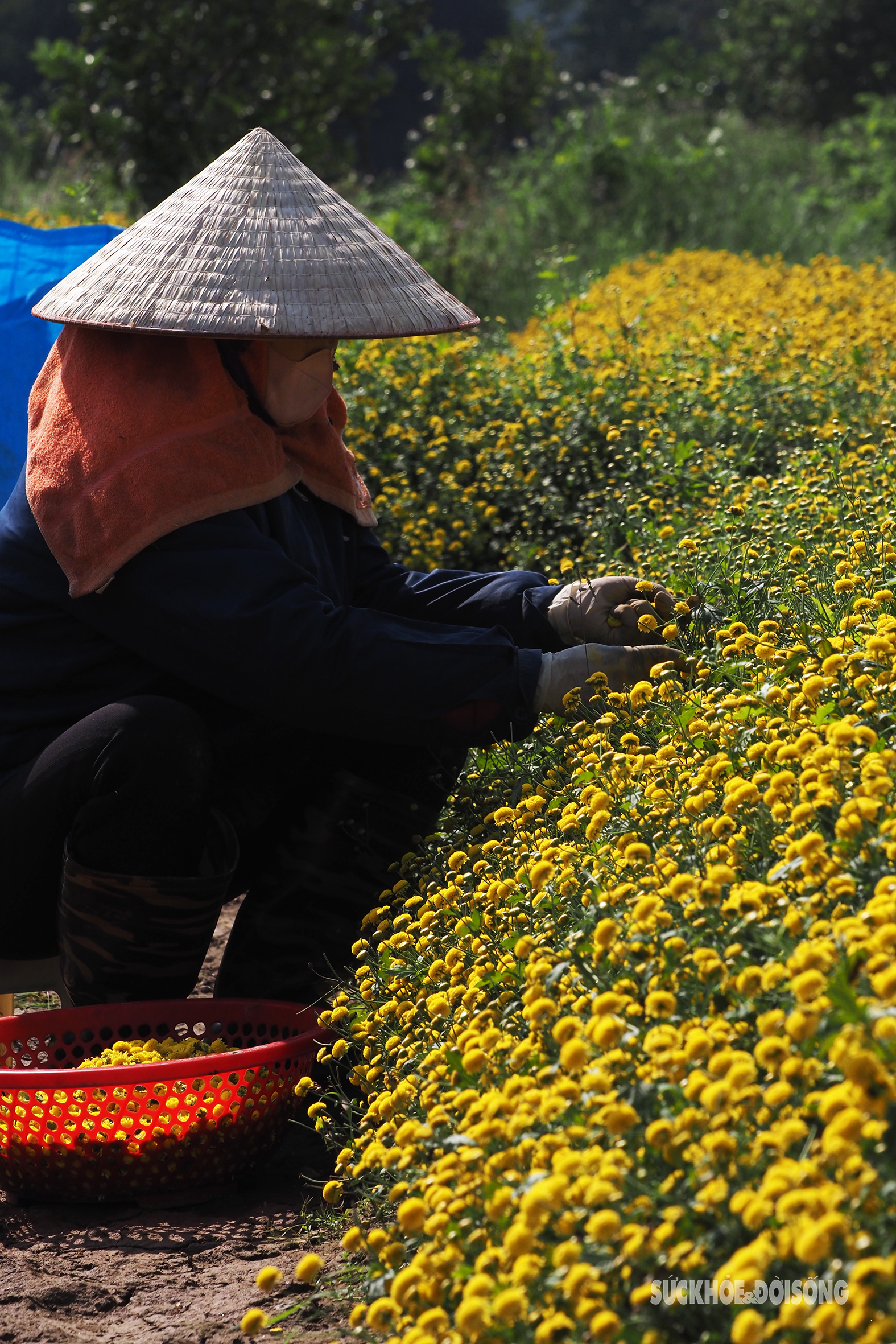 Cúc chi vàng óng gọi Tết cận kề- Ảnh 11.