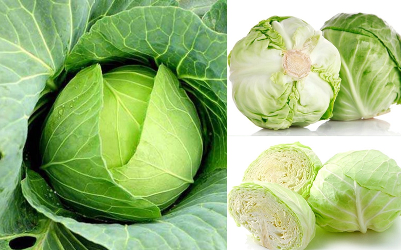Bắp cải, vị thuốc của người nghèo
