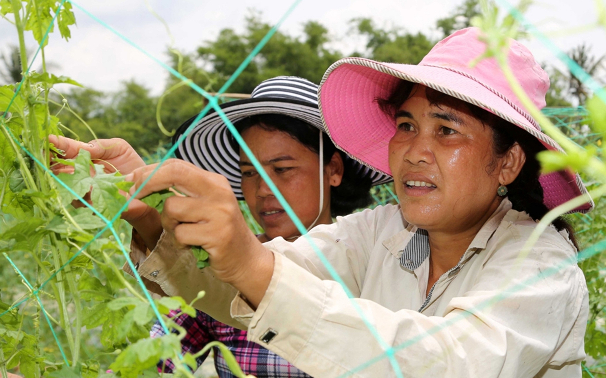 Chính sách tín dụng ưu đãi giúp đồng bào DTTS Trà Vinh vươn lên thoát nghèo