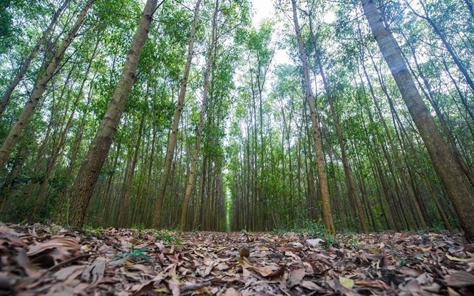 Việt Nam thu về triệu USD nhờ có rừng, làm gì để duy trì?