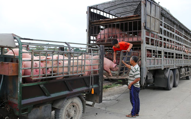 Hà Nội: Ngăn dịch tả châu Phi để đảm bảo an toàn nguồn cung thịt lợn dịp Tết Nguyên đán