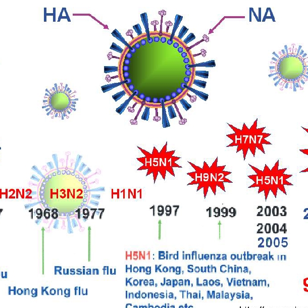 Bệnh cúm A/H5N1 trên gia cầm lây sang người như thế nào?- Ảnh 2.
