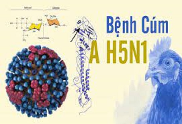 Các triệu chứng cúm A/H5N1 ở người là gì?- Ảnh 2.