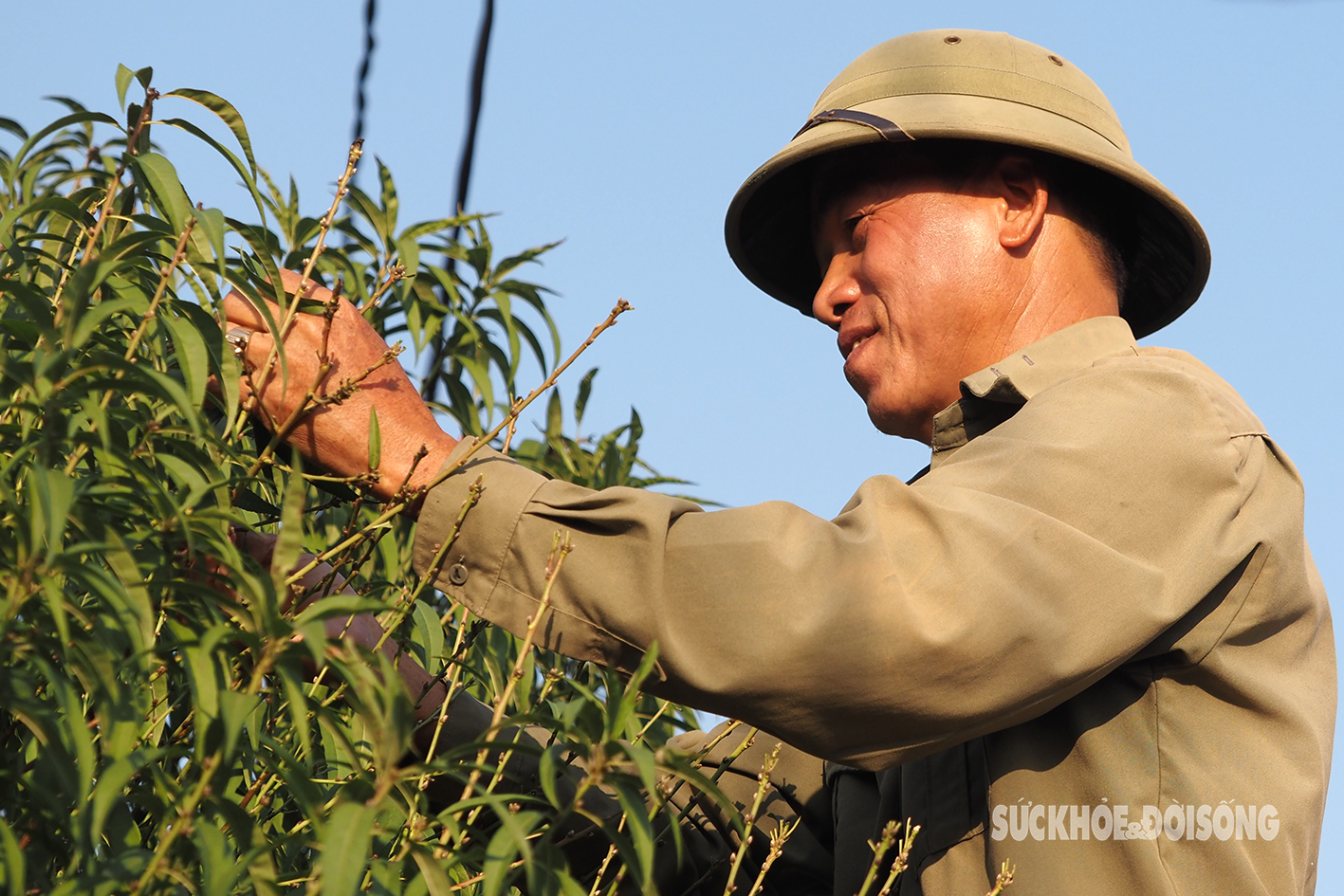 Người dân Nhật Tân tất bật 'xuống lá' cho đào chuẩn bị đón Tết 2024- Ảnh 5.