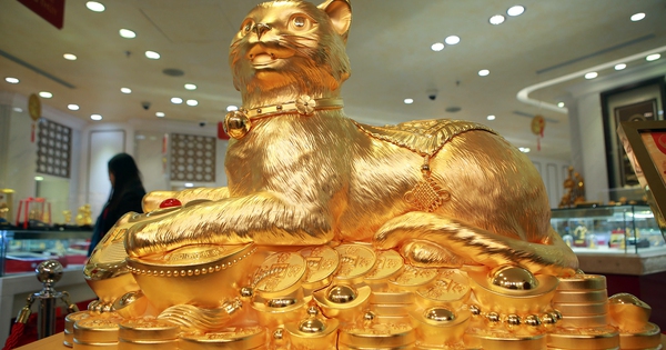 Cận cảnh Mèo vàng 'Kim Mão vương bảo' gần 50kg gây sốt ngày vía Thần Tài