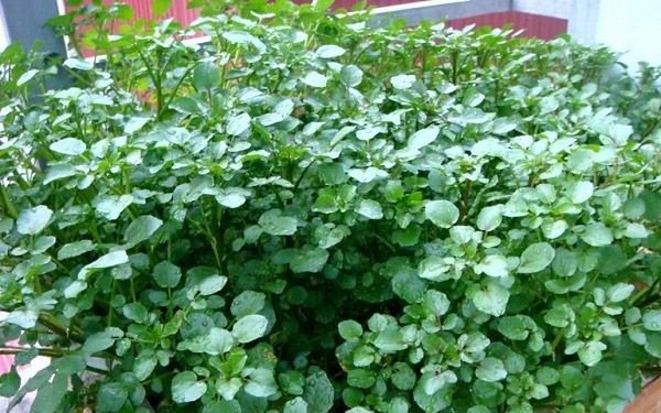 Loại rau từng bị coi như cỏ dại nhưng lại tốt cho gan- Ảnh 4. Món ăn, bài thuốc từ cải xoong hỗ trợ chữa bệnh