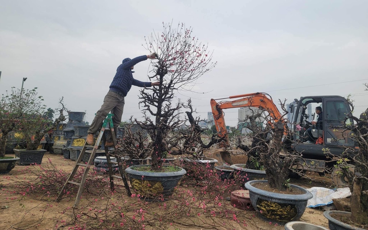 Làng đào Nhật Tân tất bật chăm sóc cây sau Tết