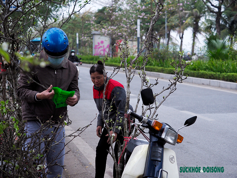 Người miền núi vượt gần 500km vận chuyển hoa lê phục vụ thú chơi của người dân Thủ đô  - Ảnh 4.