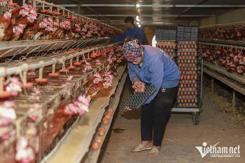 Chủ trang trại 2,5 vạn gà đẻ tiết lộ thời điểm giá trứng rẻ nhất năm - Ảnh 2.