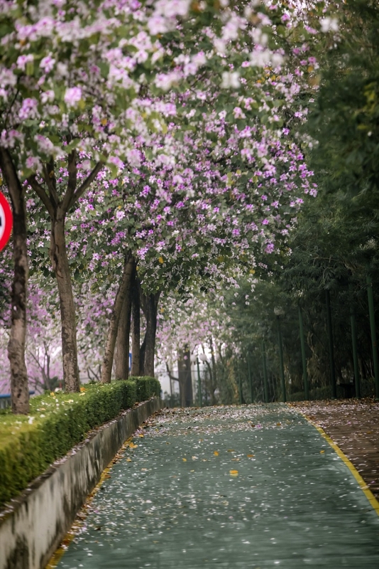 Những địa điểm check-in đẹp nhất Hà Nội mùa cây thay lá, mùa hoa khoe sắc thắm - Ảnh 13.