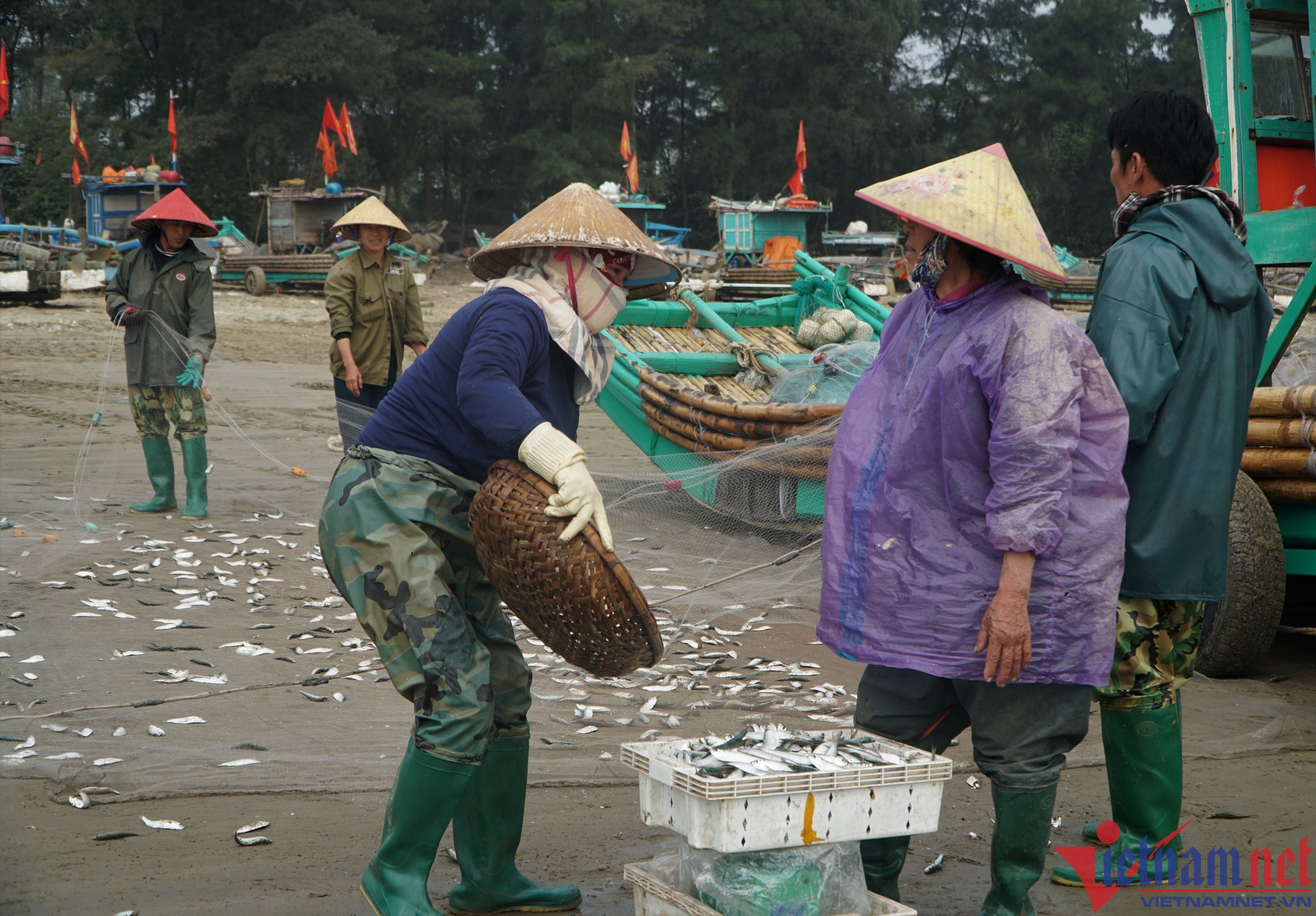 Cá trích vào mùa, ngư dân Thanh Hóa kiếm tiền triệu mỗi ngày - Ảnh 4.