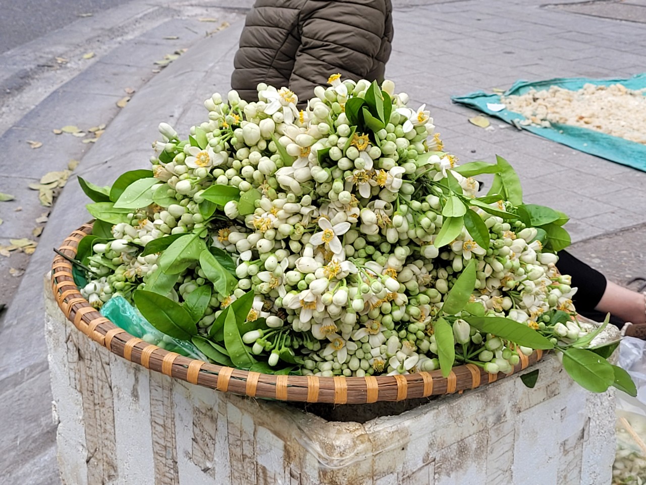 Hoa bưởi đắt ngang hoa nhập ngoại, có giá nửa triệu đồng/kg vẫn đắt hàng - Ảnh 2.