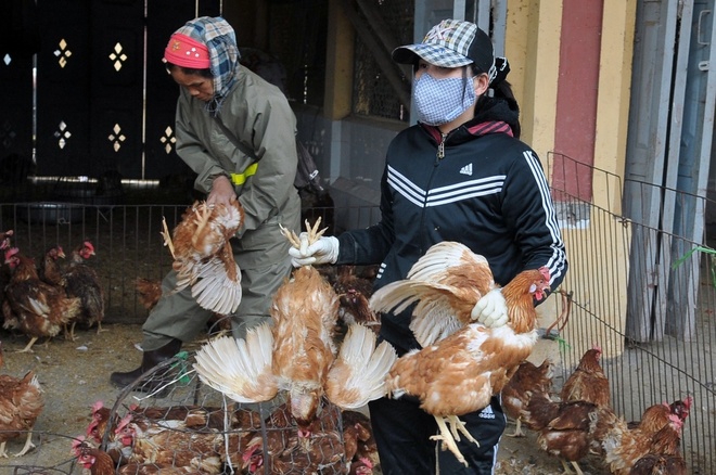 Vì sao đề nghị không nên mua trứng gà &quot;giải cứu&quot;? - Ảnh 2.