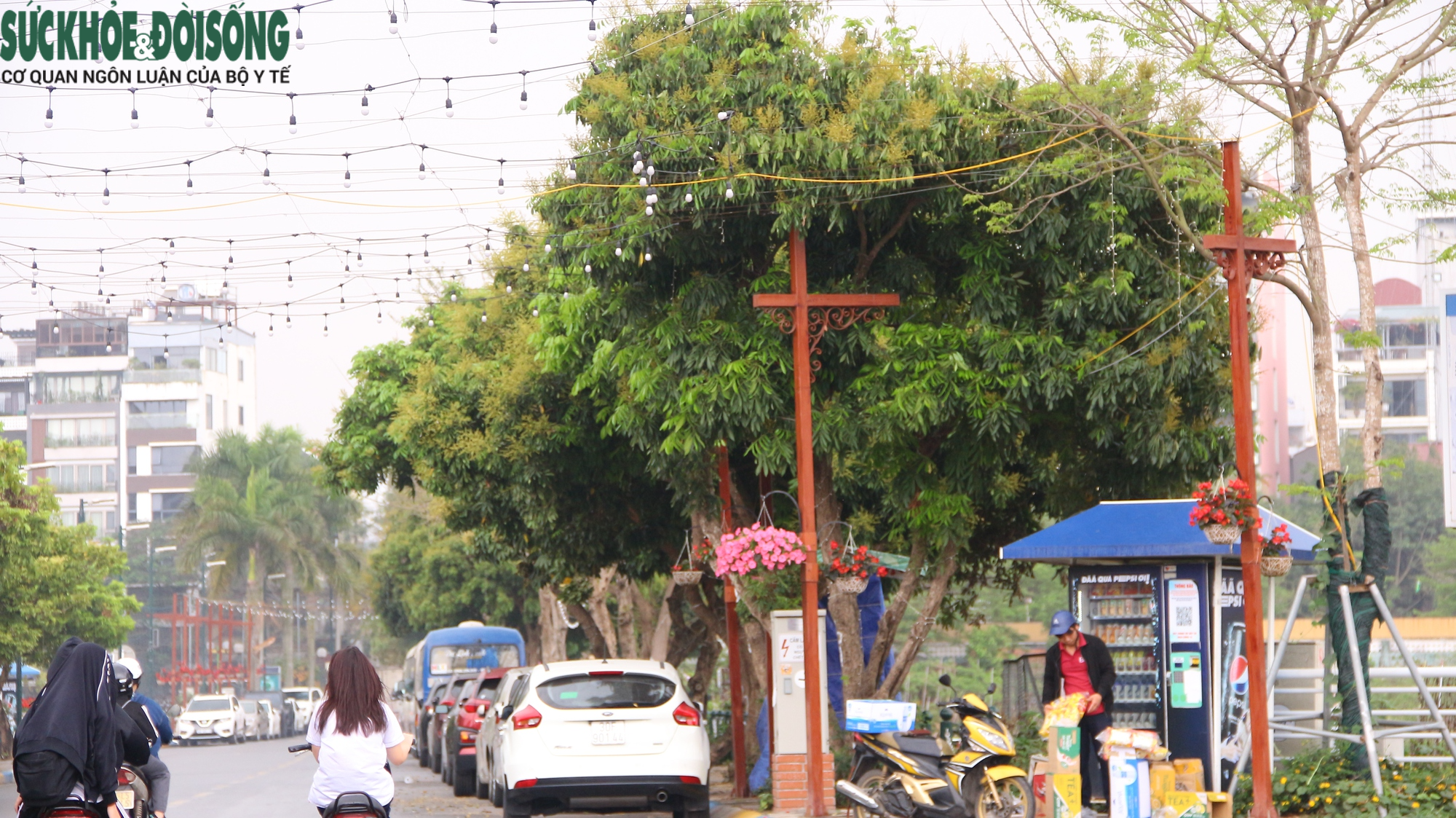 Hàng cây chục năm tuổi trên phố đi bộ Trịnh Công Sơn sắp bị di dời - Ảnh 2.