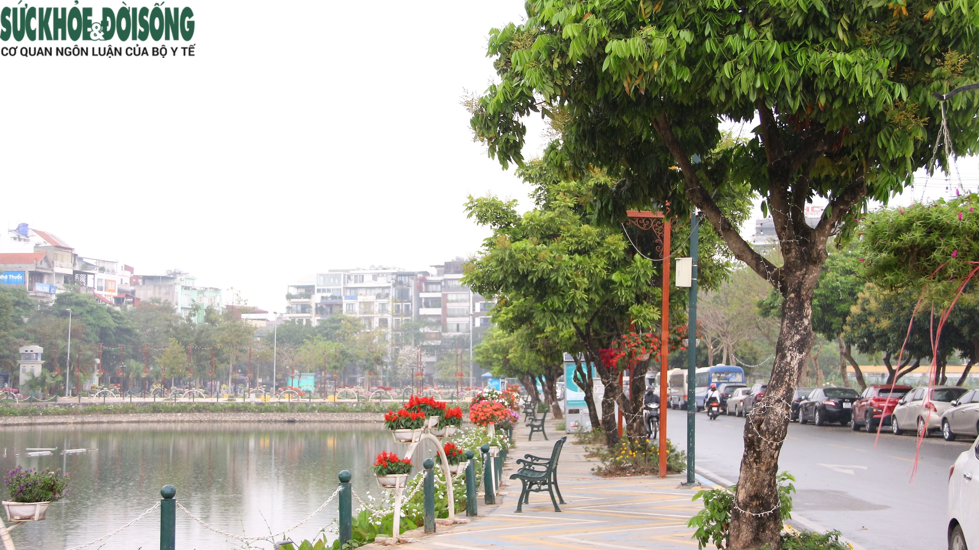 Hàng cây chục năm tuổi trên phố đi bộ Trịnh Công Sơn sắp bị di dời - Ảnh 3.