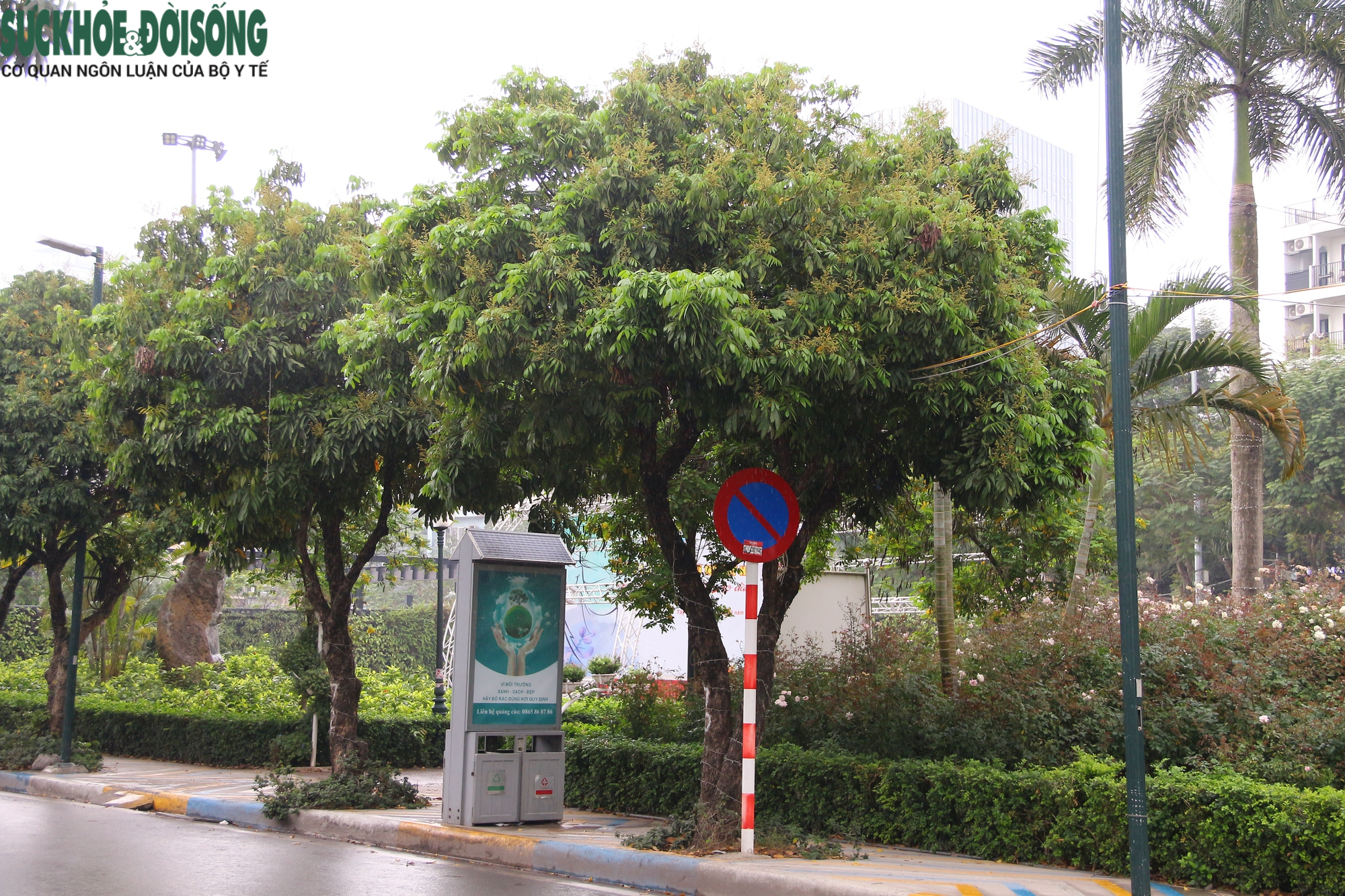 Hàng cây chục năm tuổi trên phố đi bộ Trịnh Công Sơn sắp bị di dời - Ảnh 4.