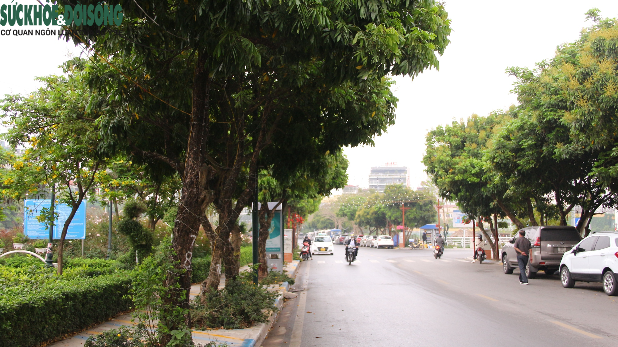 Hàng cây chục năm tuổi trên phố đi bộ Trịnh Công Sơn sắp bị di dời - Ảnh 6.