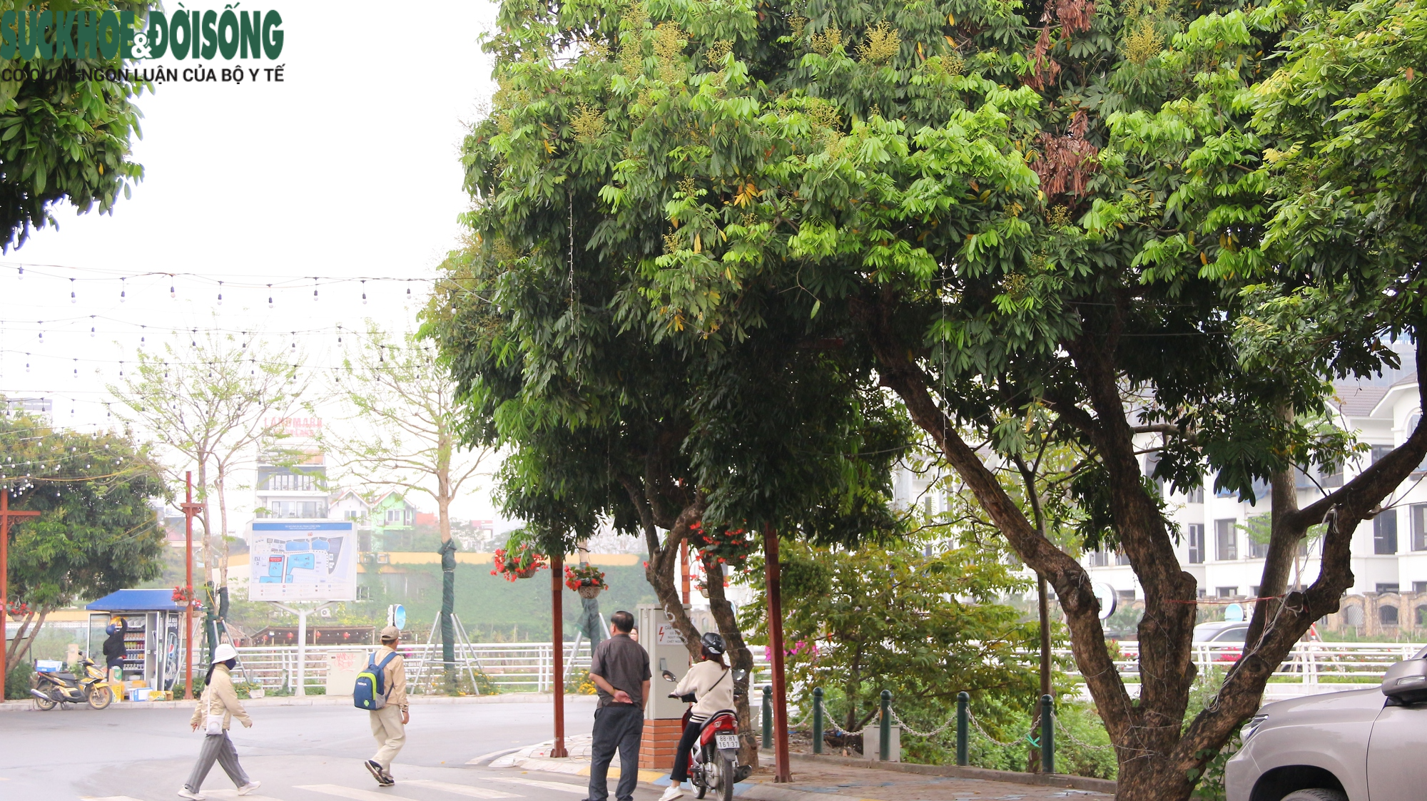 Hàng cây chục năm tuổi trên phố đi bộ Trịnh Công Sơn sắp bị di dời - Ảnh 7.
