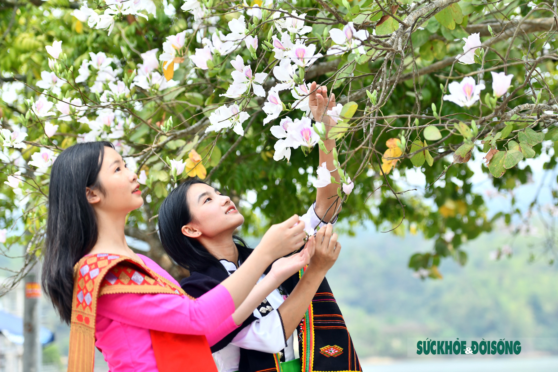 Thiếu nữ Thái ở Điện Biên dịu dàng giữa rừng hoa ban tuyệt đẹp - Ảnh 3.