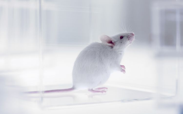 Tạo ra chuột con từ 2 chuột đực - bước đột phá mới cho điều trị vô sinh ở người - Ảnh 1.