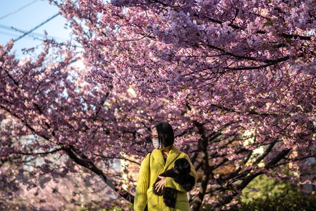 Thủ đô Tokyo của Nhật Bản đón mùa hoa anh đào sớm bất thường - Ảnh 1.