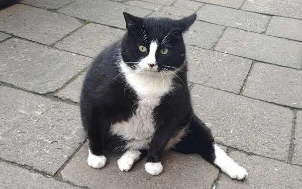 Chú mèo béo Gacek nổi tiếng hút khách tới thành phố của Ba Lan
