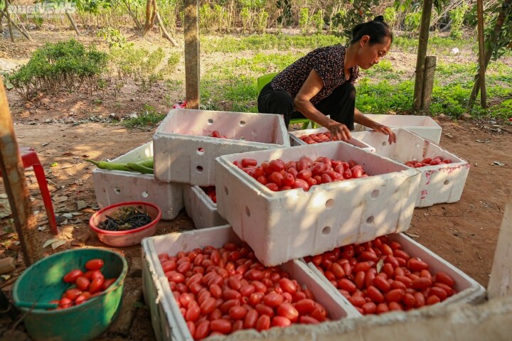 Nhót được mùa, mất giá: Mua tại vườn rẻ bèo, tiểu thương bán đắt gấp 5 lần - Ảnh 6.