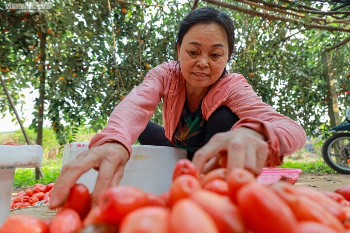 Nhót được mùa, mất giá: Mua tại vườn rẻ bèo, tiểu thương bán đắt gấp 5 lần - Ảnh 8.