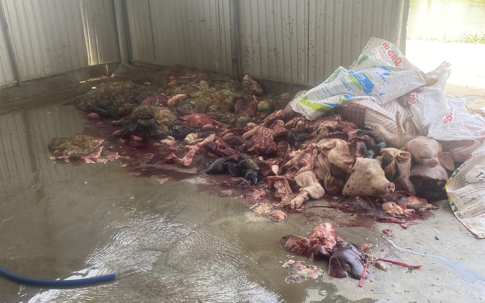 Khánh Hòa: Phát hiện 5 tấn thịt, nội tạng lợn hôi thối tại cơ sở giết mổ