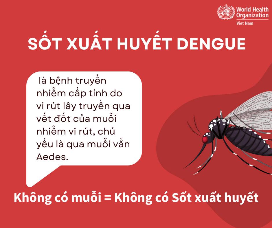 [Infographic] - WHO hướng dẫn nhận biết triệu chứng và điều trị bệnh sốt xuất huyết - Ảnh 6.