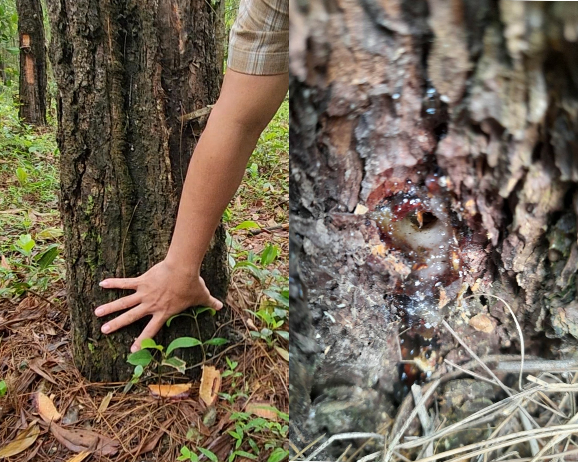 Kẻ xấu khoan và đổ hóa chất vào thân hàng chục cây thông 33 năm tuổi ở Quảng Trị - Ảnh 1.
