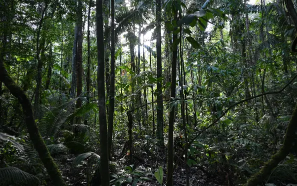 Lạc ở rừng Amazon một tháng, chàng trai sống sót bằng cách ăn giun và uống nước tiểu của chính mình