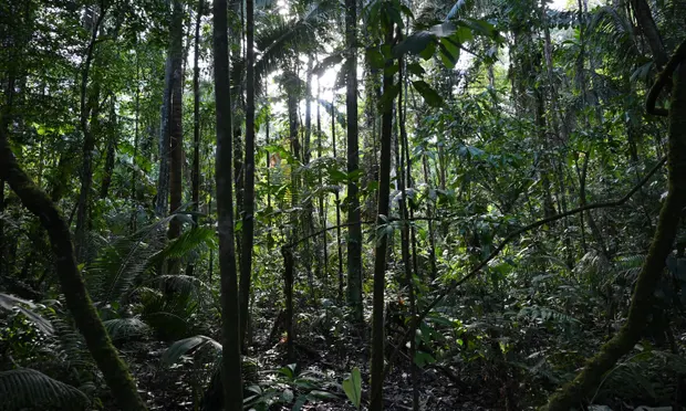 Lạc ở rừng Amazon một tháng, chàng trai sống sót bằng cách ăn giun và uống nước tiểu của chính mình - Ảnh 3.