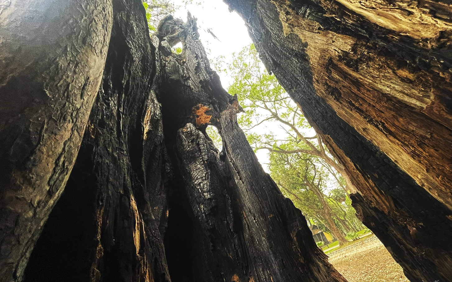 Nhiều cây cổ thụ hơn 100 tuổi chết khô ở công viên Bách Thảo, người dân đi tập thể dục nơm nớp lo sợ